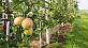 Выращивание саженцев деревьев яблони, груши, черешни, вишни, абрикоса, персика, кустов смородины, крыжовника в промышленных масштабах