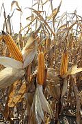 Семена кукурузы Woodstock KFT ТК 178