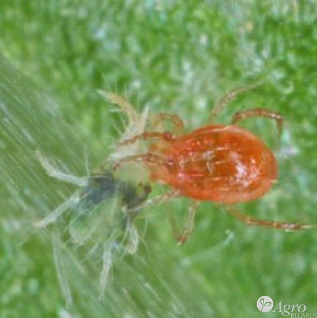 Продукт от клещей Spidex (Phytoseiulus persimilis)