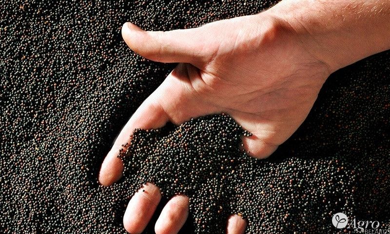 Рапс насыпью