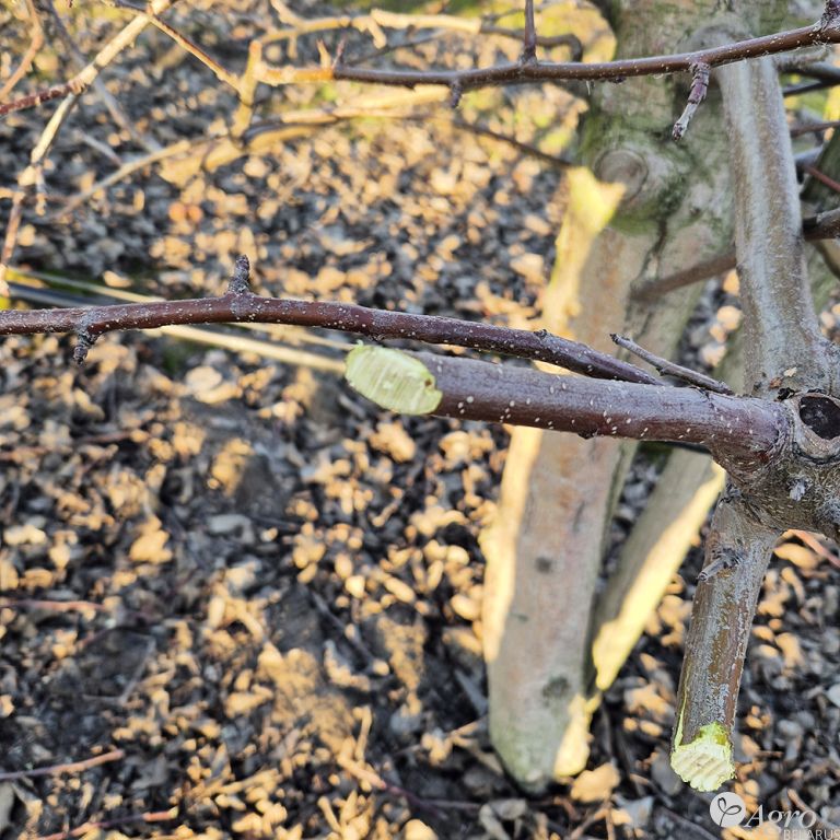 Обрезчик контурный для сада CRF (CRF-X)