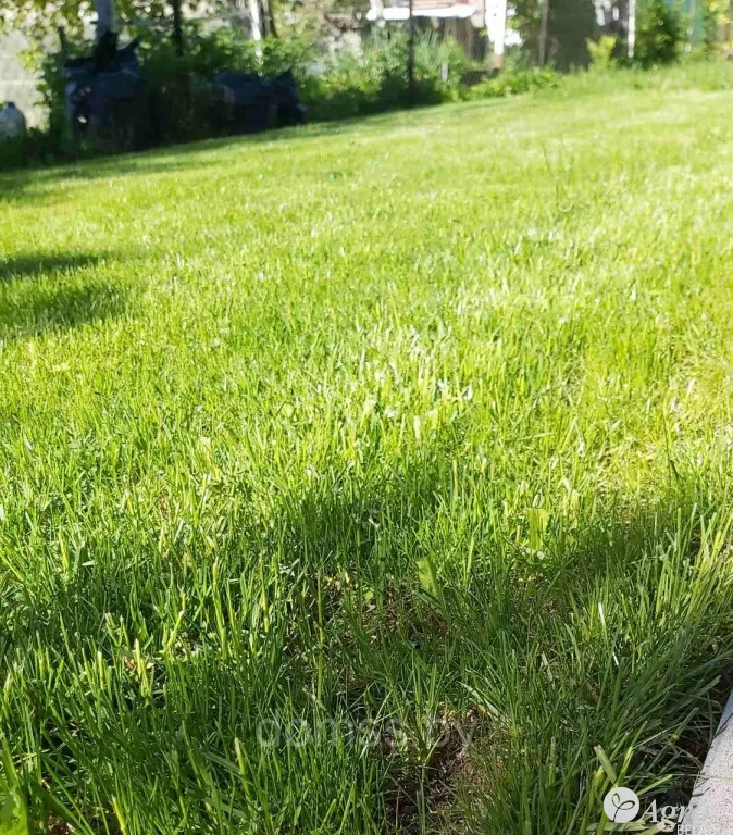 DSV Декоративный (Ornamental) Совместимость красоты с устойчивостью – показатель этой смеси. Германия 10кг