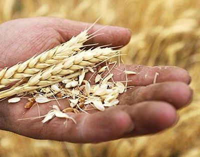 Псковская и Брестская области намерены тесно сотрудничать в сфере сельского хозяйства