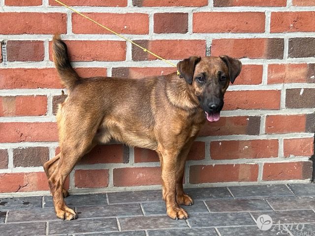 Терьер вестфальский