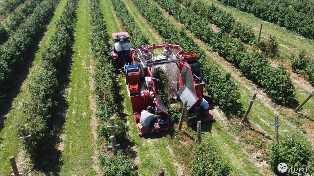 Комбайн полнорядный Karen для уборки малины, голубики