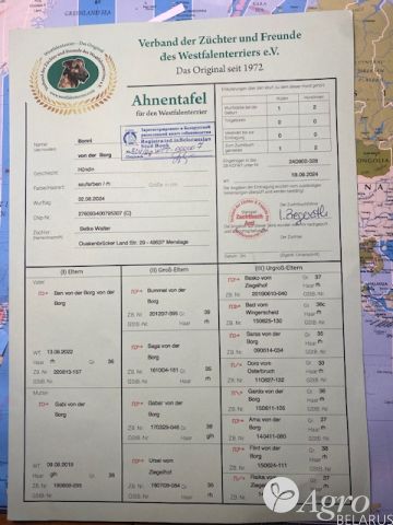 Терьер вестфальский