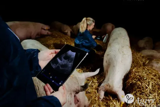 Сканер для свиней, коз, овец и рыб Duo-Scan:Go
