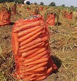 Морковь Абако Украина