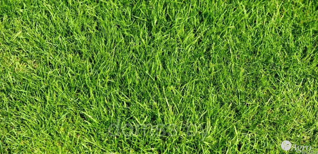 DSV Декоративный (Ornamental) Совместимость красоты с устойчивостью – показатель этой смеси. Германия 10кг