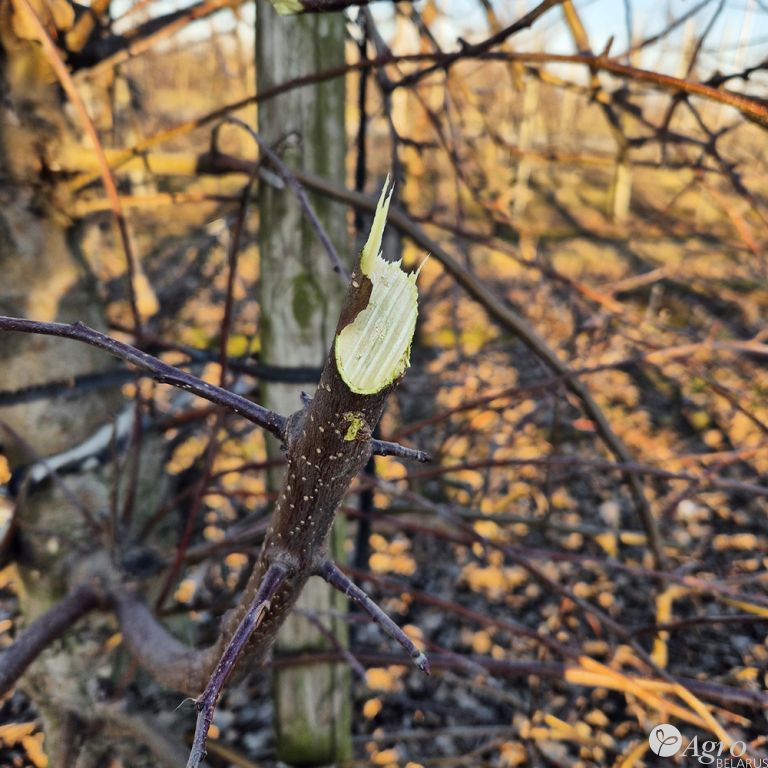 Обрезчик контурный для сада CRF (CRF-X)