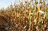 Семена кукурузы Woodstock KFT ТК 195