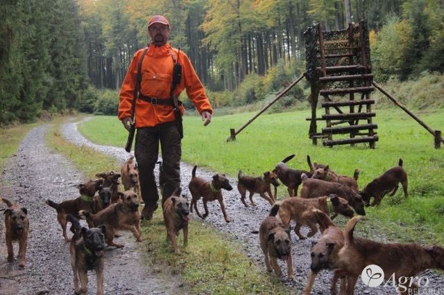 Терьер вестфальский