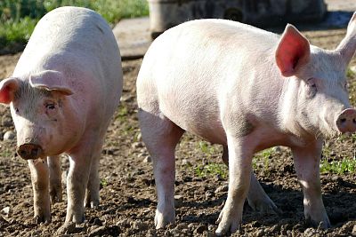 Как изменилось распределение поголовья свиней в Европе за последние 10 лет