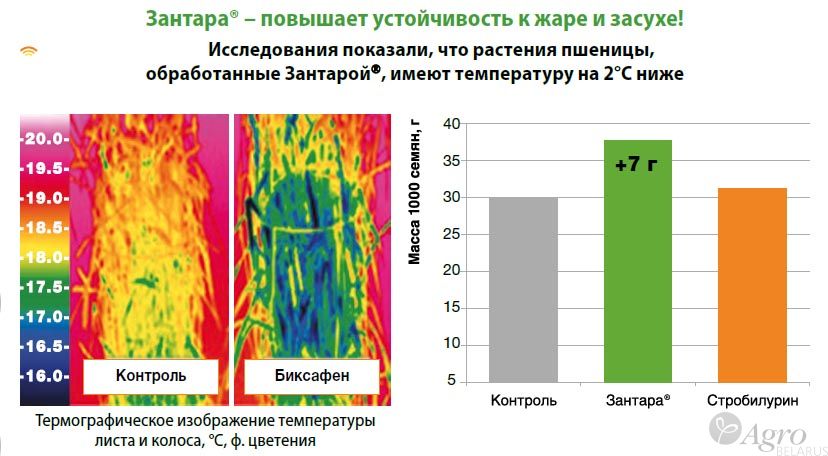 Фунгицид Зантара, КЭ