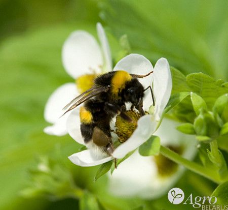 Шмели для опыления Natupol Standard