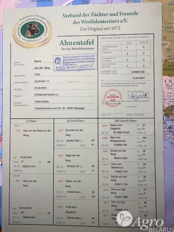 Терьер вестфальский