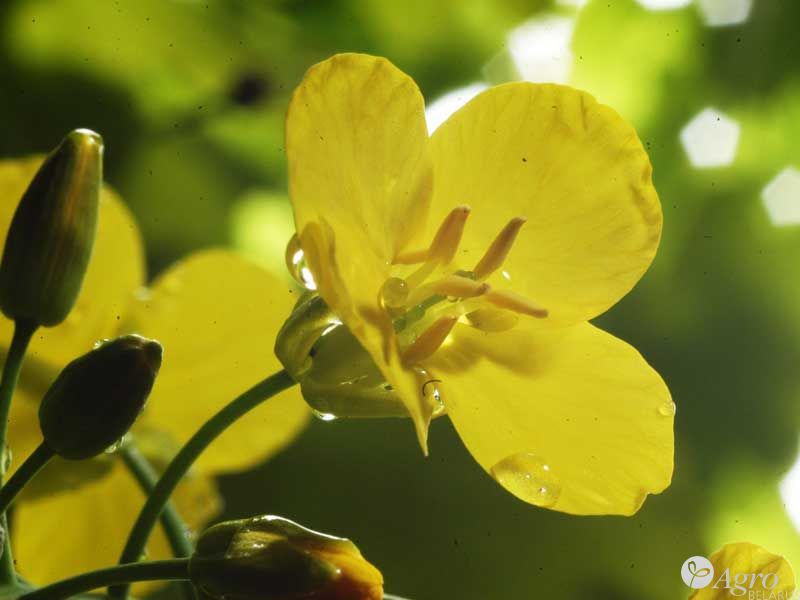 ИНСПИРАЦИОН