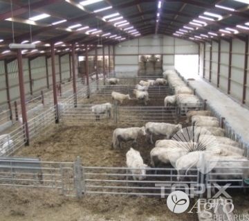 Ограждения в коровник Одноходовые ворота для прохода телят