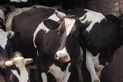 Беларусь ограничила ввоз скота из Ирландии из-за коровьего бешенства