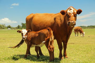 Маститы у коров: проблемы и лечение 