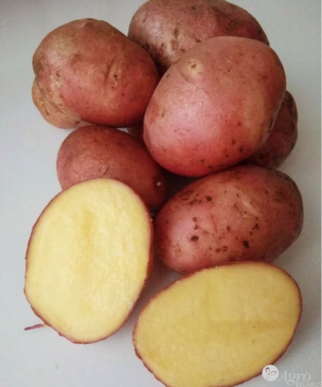 Картофель семенной РС-2, сорт Эволюшен
