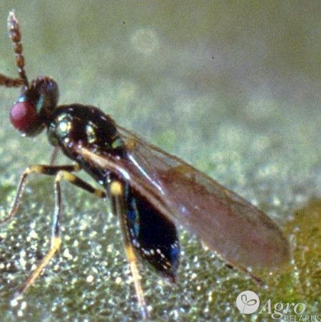 Продукт от минирующей мухи MIGLYPHUS (Diglyphus isaea)