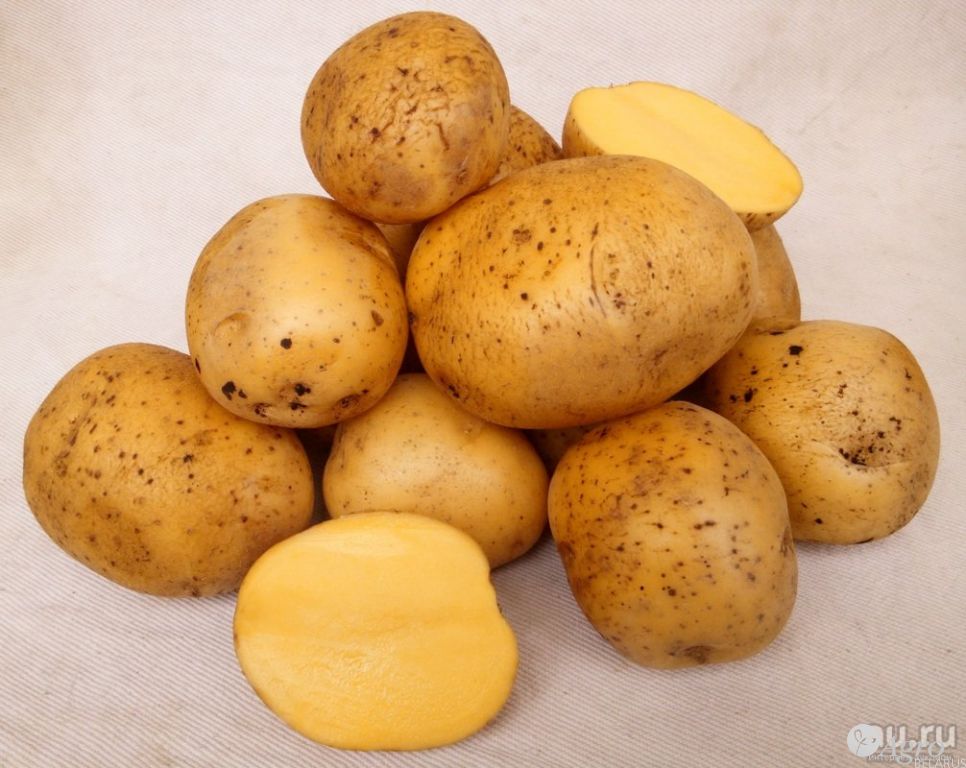 Картофель семенной РС-1, сорт Гала