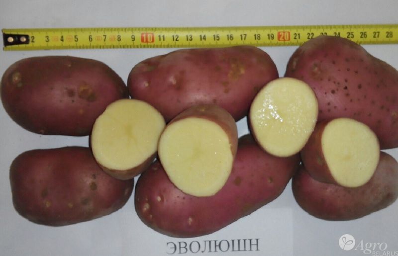 Картофель сорт Эволюшн 5+