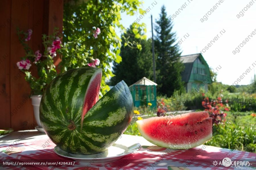 Арбуз свежий