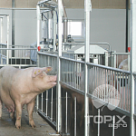 Групповое содержание - INN-O-FLEX - Ремонтные свинки, свиноматки и Хряки