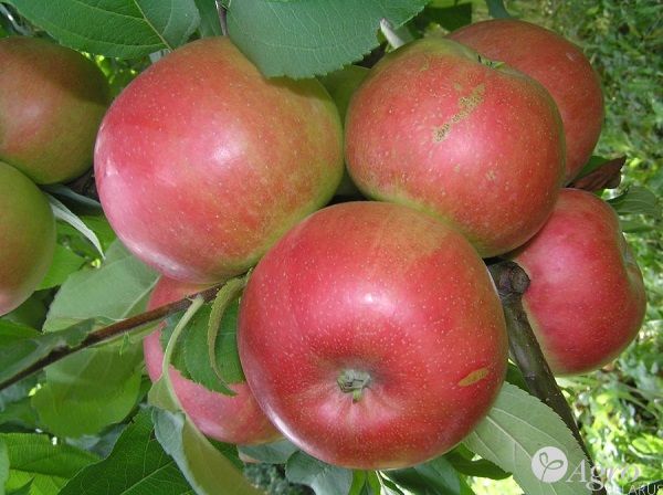 Саженцы яблони из питомника