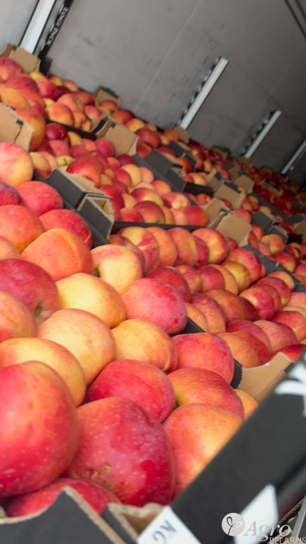 Яблоко cорт «Чемпион»