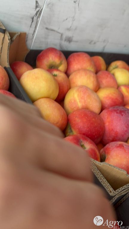 Яблоко cорт «Чемпион»