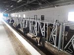 Хедлок для коров (кормовая решетка) JOURDAIN, длина 6 метров, на 8 мест