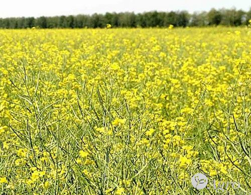 Гербицид Бутизан Стар BASF