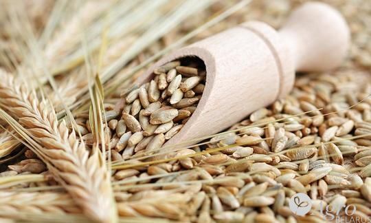 Рожь продовольственная