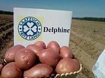 Картофель Delphine