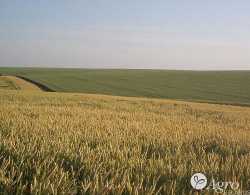 Гербицид Агростар