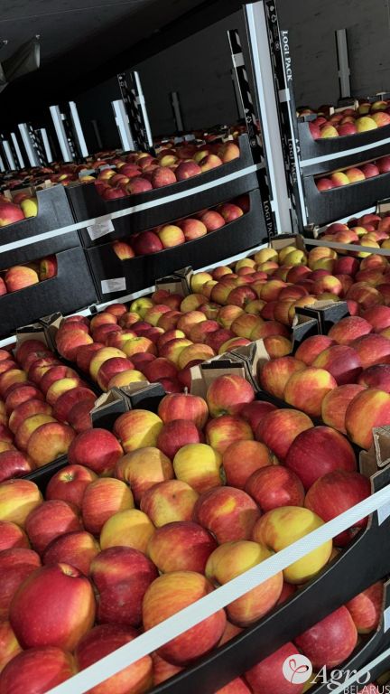 Яблоко cорт «Чемпион»