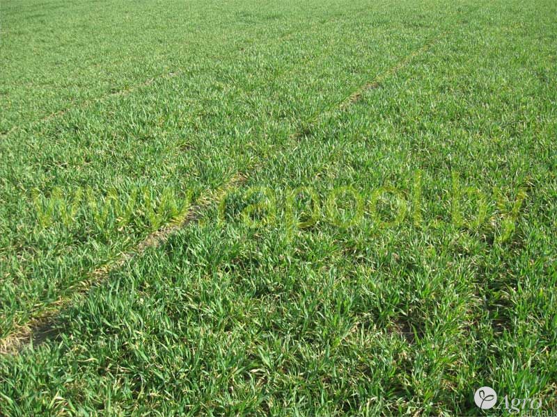 Озимый ячмень