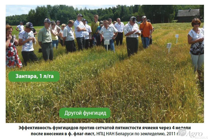 Фунгицид Зантара, КЭ