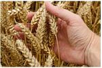 Семена озимых и яровых зерновых культур
