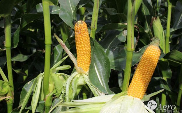 Сурига ФАО 180