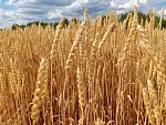 Семена озимой пшеницы, сорт Маркиза, РС-1