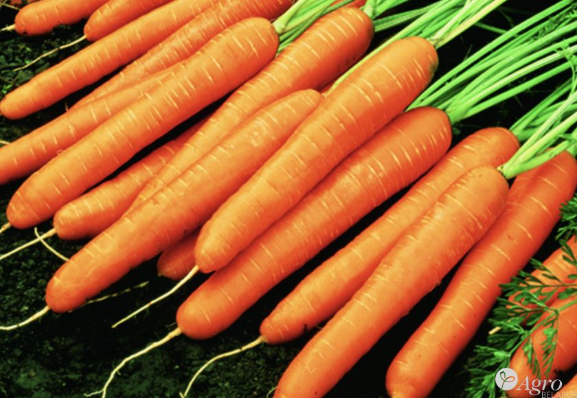 Морковь Нантес 2-Тито