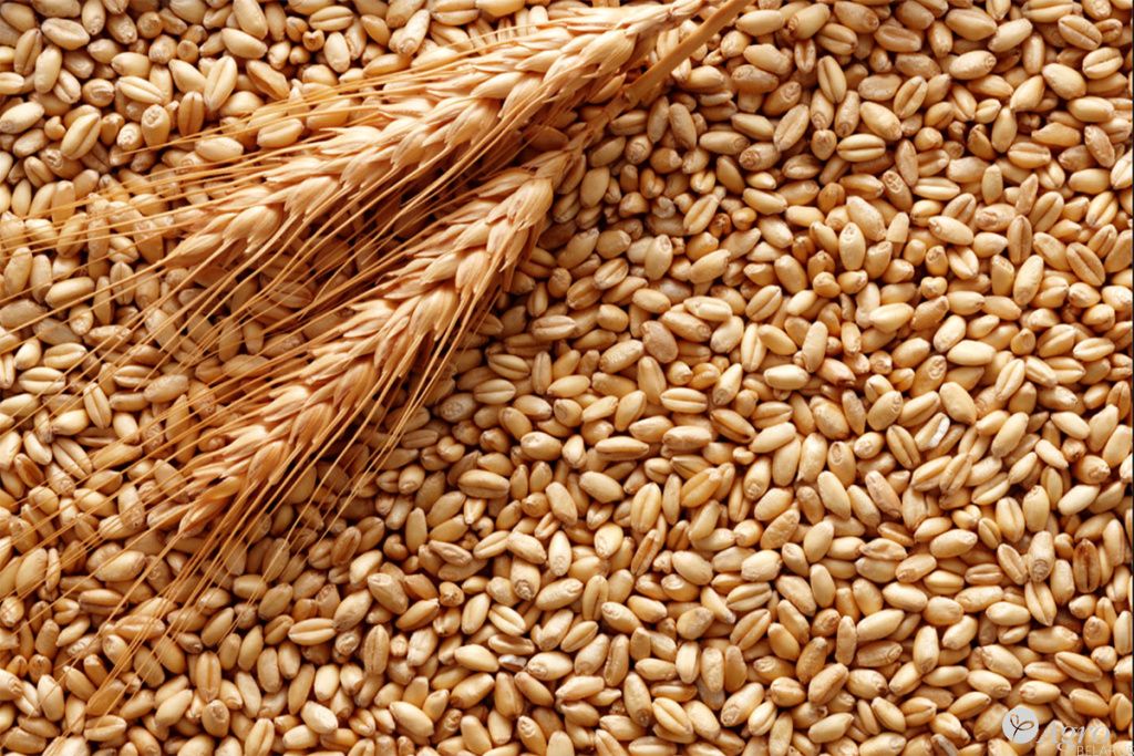 Пшеница продовольственная 4-й класс