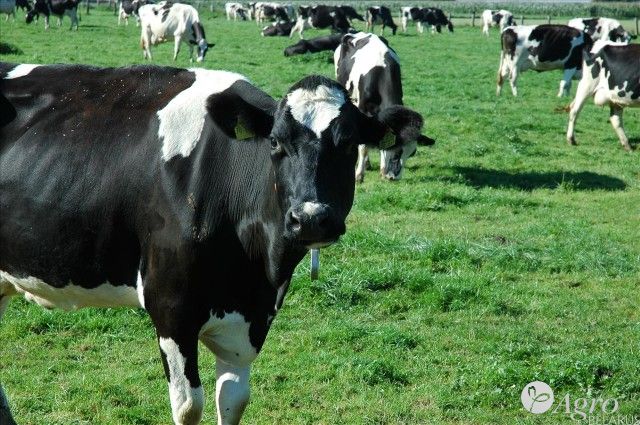 Кормовая травосмесь Кантри 2302