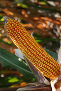 Гибрид кукурузы Ладожский 191 МВ