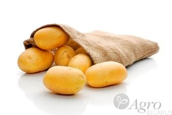 Картофель семенной немецкой селекции  Тоскана