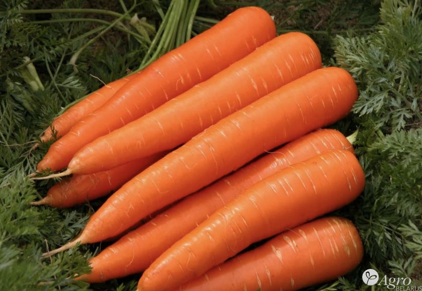 Морковь Флам